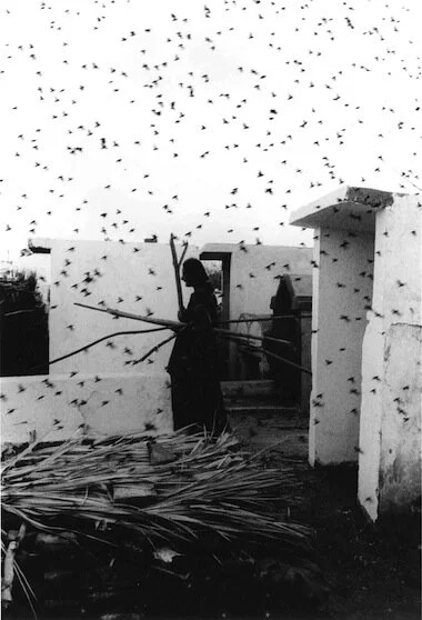 Graciela Iturbide — Zoé Schreiber – Zigzags